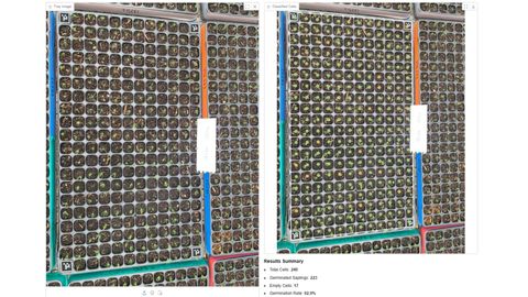 Two panels: a raw tray image of seedling plug trays, and the same trays with each cell classified by a green or orange dot, with a results summary reading total cells 240, germinated saplings 223, empty cells 17, germination rate 92.9 percent.