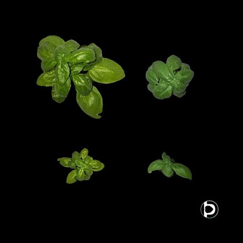 Four basil plants of different sizes, each cleanly segmented from a black background by Petiole, representing different growth stages.