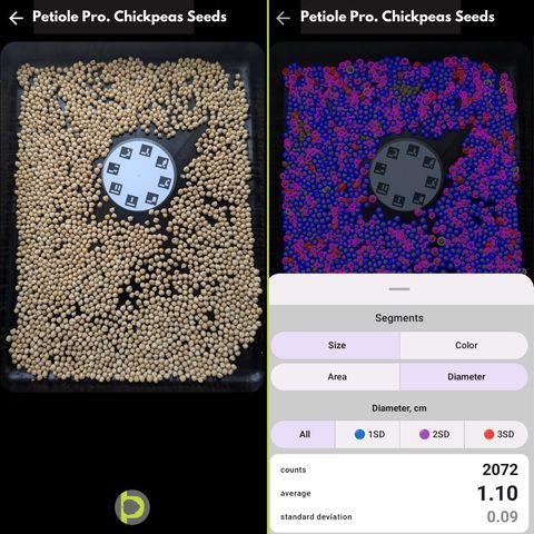 Side-by-side Petiole Pro chickpea screens: raw chickpeas on a black tray with a calibration plate, and the detection with every seed circled, showing a count of 2,072 and an average diameter of 1.10 cm.