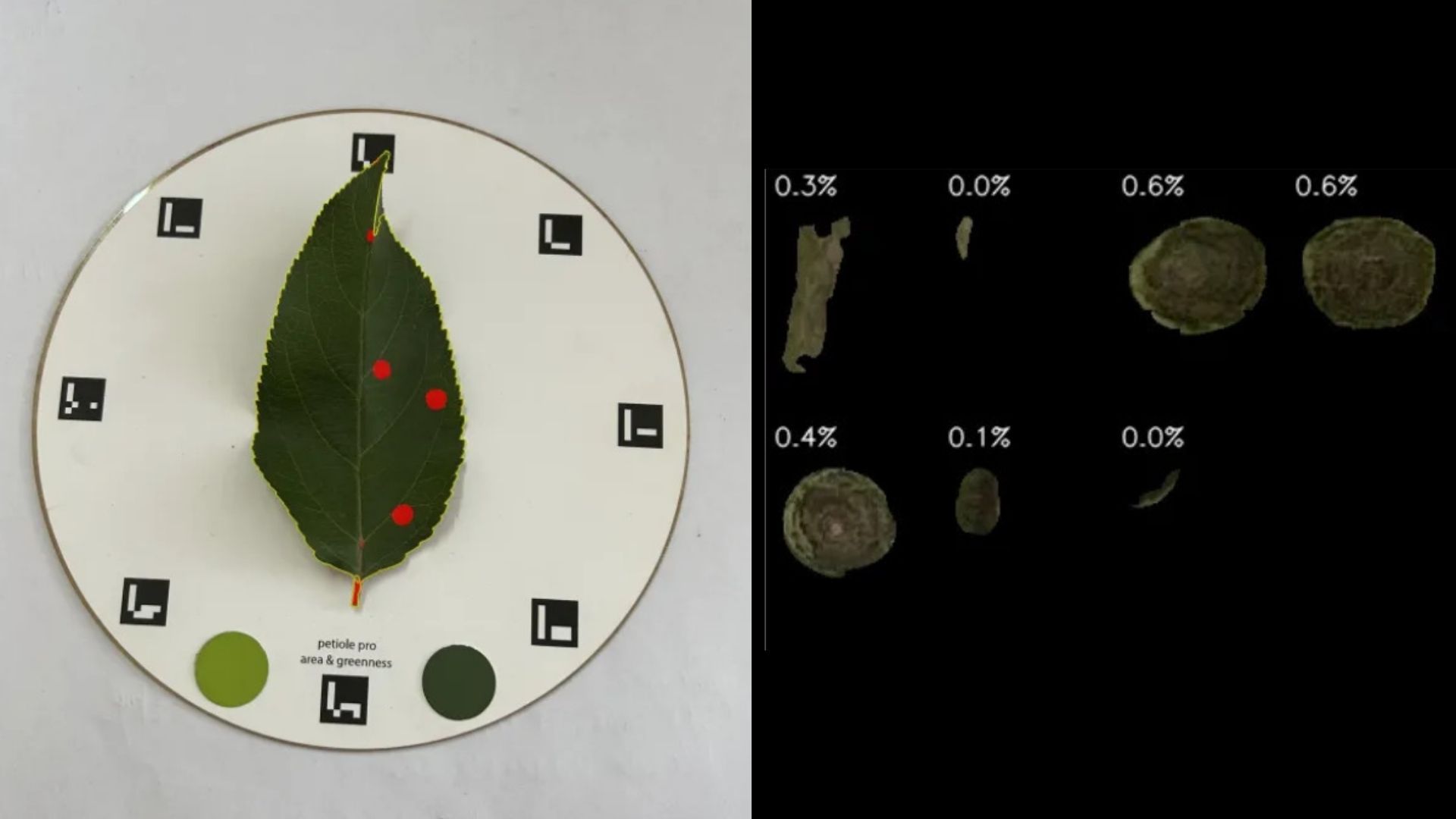 An apple leaf on a Petiole Pro calibration plate with red markers on individual lesions, beside a black panel showing each lesion cropped out and labelled with its percentage of leaf area: 0.3 percent, 0.0 percent, 0.6 percent, 0.6 percent, 0.4 percent, 0.1 percent, 0.0 percent.