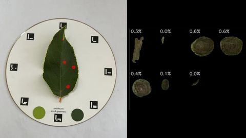 An apple leaf on a Petiole Pro calibration plate with red markers on individual lesions, beside a black panel showing each lesion cropped out and labelled with its percentage of leaf area: 0.3 percent, 0.0 percent, 0.6 percent, 0.6 percent, 0.4 percent, 0.1 percent, 0.0 percent.
