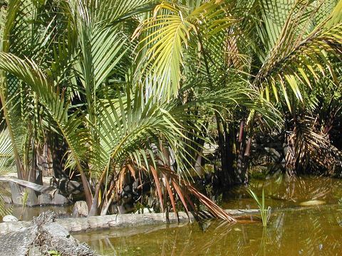 Dense stand of Nypa fruticans palms with long feathery fronds growing at the edge of shallow brown water.