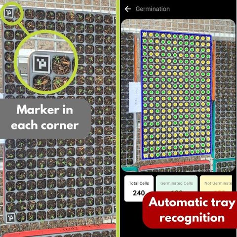Left: close-up of a black-and-white square marker placed in the corner of a seedling tray, labelled 'Marker in each corner'. Right: the Petiole Pro app showing the recognised tray outlined in blue, with green and yellow dots on each cell, labelled 'Automatic tray recognition'.