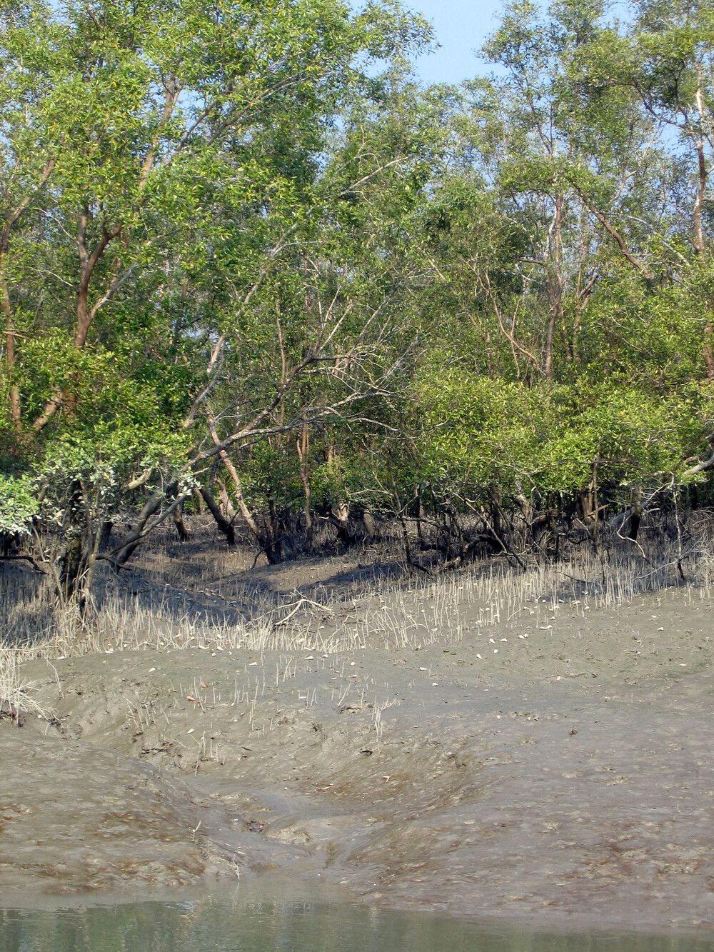 Mangrove trees along a shoreline with thousands of pencil-like pneumatophores rising from bare grey mud in the foreground.