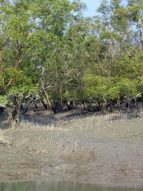 Mangrove trees along a shoreline with thousands of pencil-like pneumatophores rising from bare grey mud in the foreground.