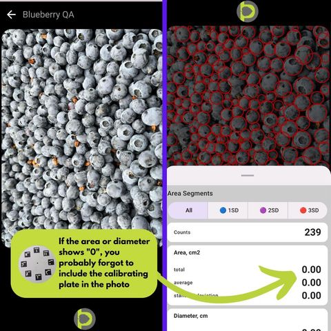 Petiole Pro Blueberry QA on a dense clump of blueberries with no calibration plate: 239 berries are counted, but total area, average and standard deviation all read 0.00, with a note explaining the missing plate.