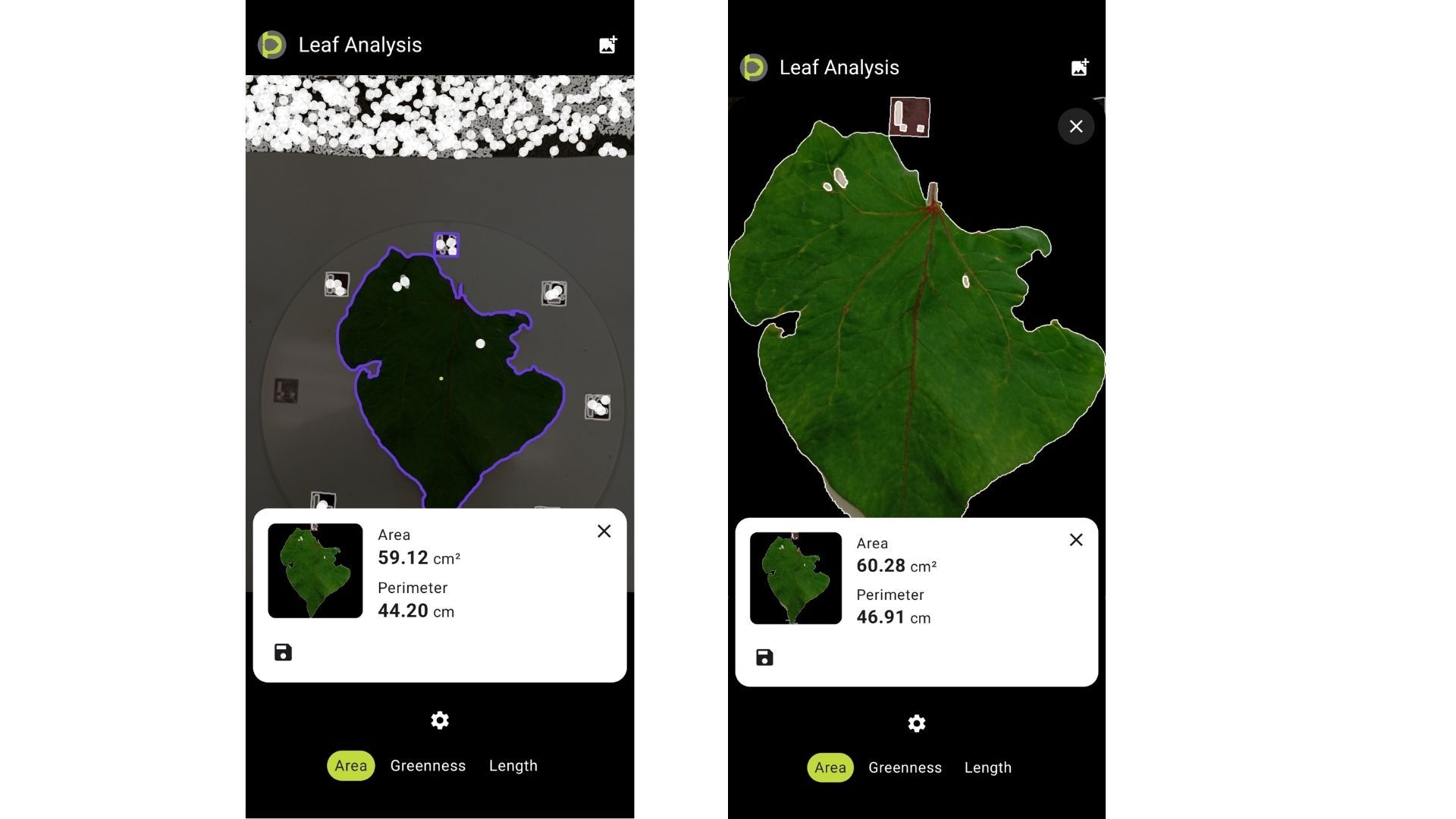 Two Petiole Pro Leaf Analysis screens showing a large irregular leaf outlined in purple on a calibration plate measured at 59.12 square centimetres, and the same leaf segmented on a black background at 60.28 square centimetres.