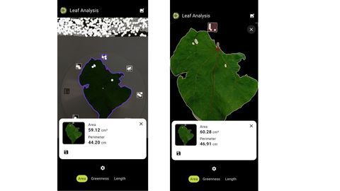 Two Petiole Pro Leaf Analysis screens showing a large irregular leaf outlined in purple on a calibration plate measured at 59.12 square centimetres, and the same leaf segmented on a black background at 60.28 square centimetres.