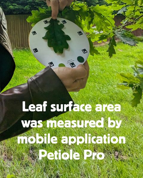 A hand holding the Petiole Pro calibration disc with ArUco markers behind an oak leaf outdoors, captioned 'Leaf surface area was measured by mobile application Petiole Pro.'