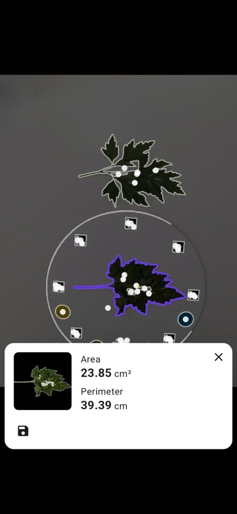 Petiole plant trait measurement screen