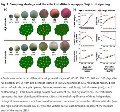 Diagram of 'Fuji' apples sampled from 40 to 160 days after full blossom in a high- and a low-altitude orchard, with line charts of fresh weight, diameter, starch content, firmness, soluble solid content and dry matter over the season.