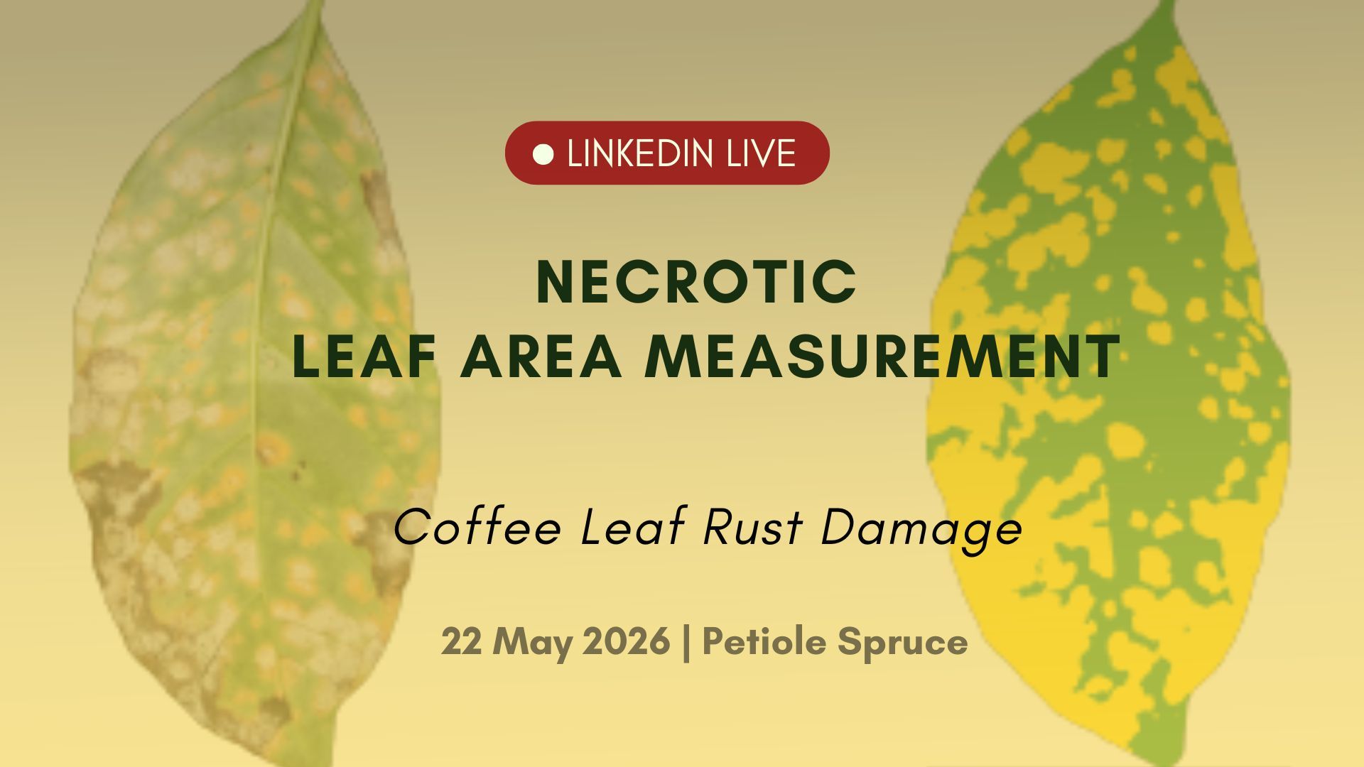 LinkedIn Live cover reading Necrotic Leaf Area Measurement — Coffee Leaf Rust Damage, showing two coffee leaves with necrotic and rust lesions.